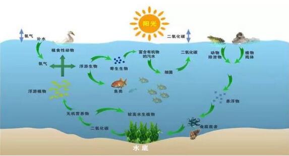 石墨烯光催化网原理图.jpg
